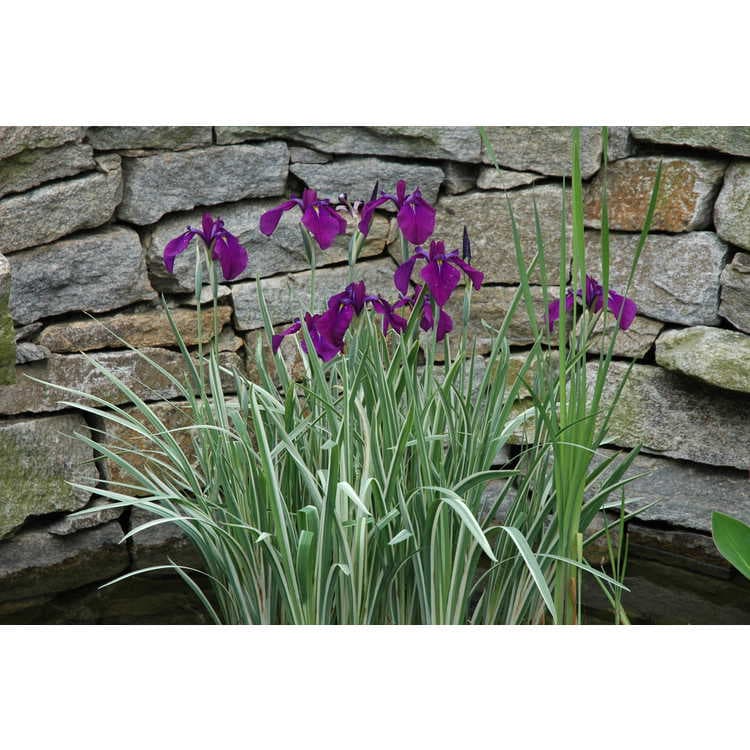 Variegated Japanese Water Iris