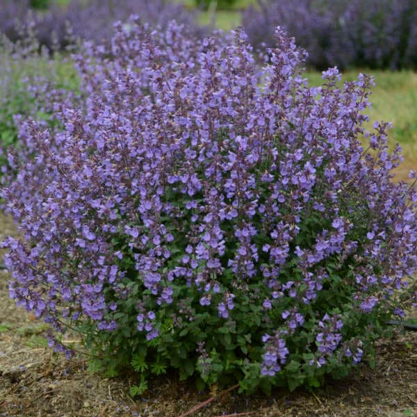 Kitten Around Catmint