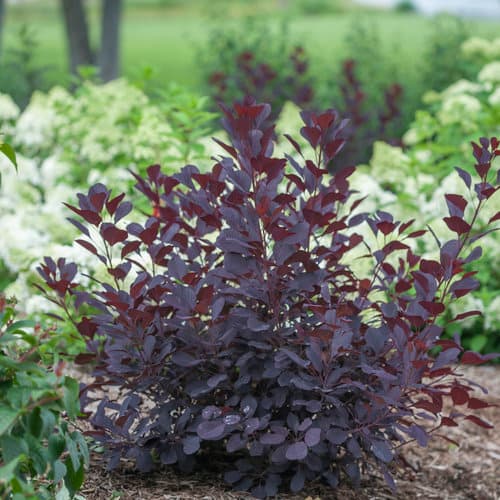 zzzWinecraft Black® Smoke Tree