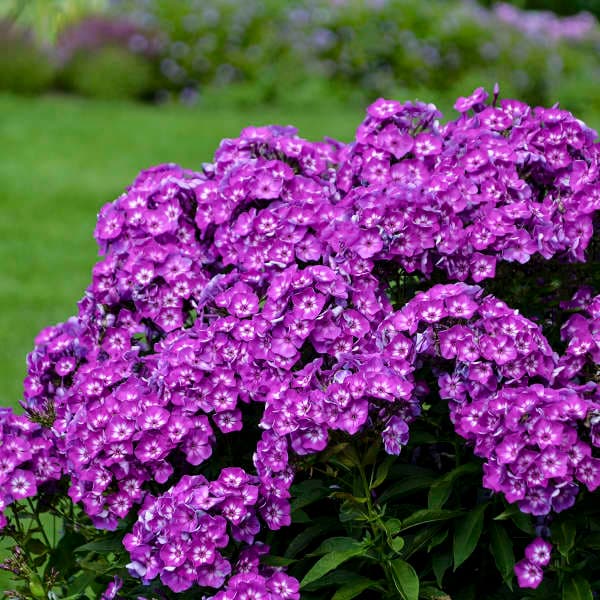 Laura Tall Phlox — photo 1