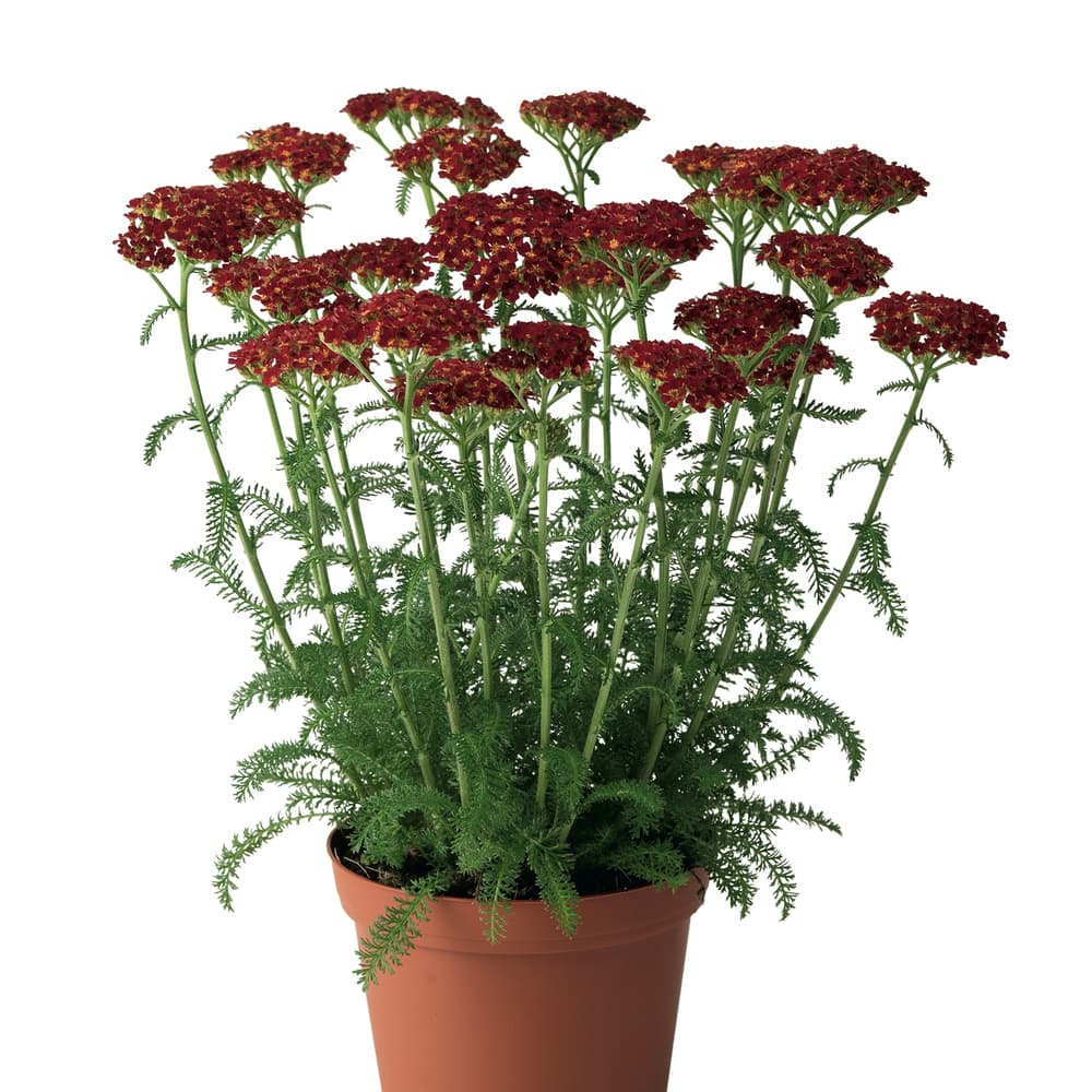 Desert Eve™ Red Yarrow