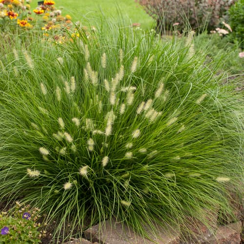 Little Bunny Dwarf Fountain Grass