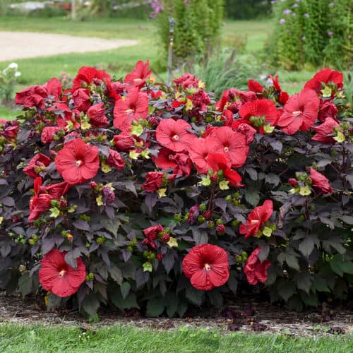 Summerific® Holy Grail™ Rose Mallow