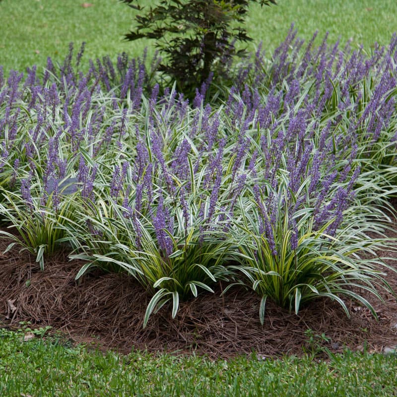 Liriope muscari 'Variegata'