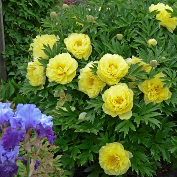 Bartzella Peony — photo 1