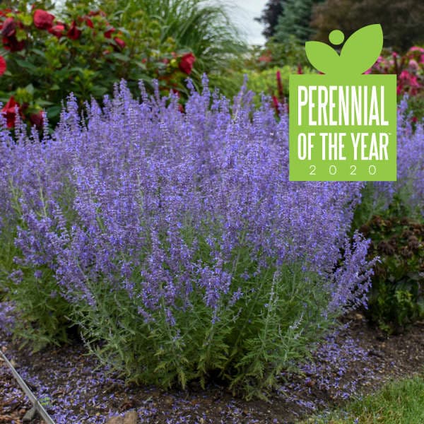 Denim 'n Lace Russian Sage — photo 1
