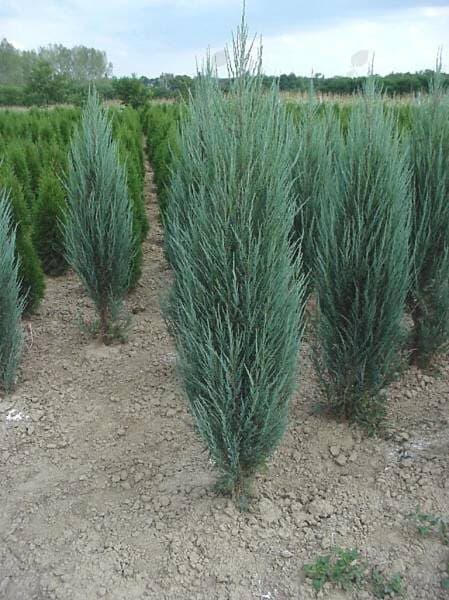 Blue Arrow Juniper Tree