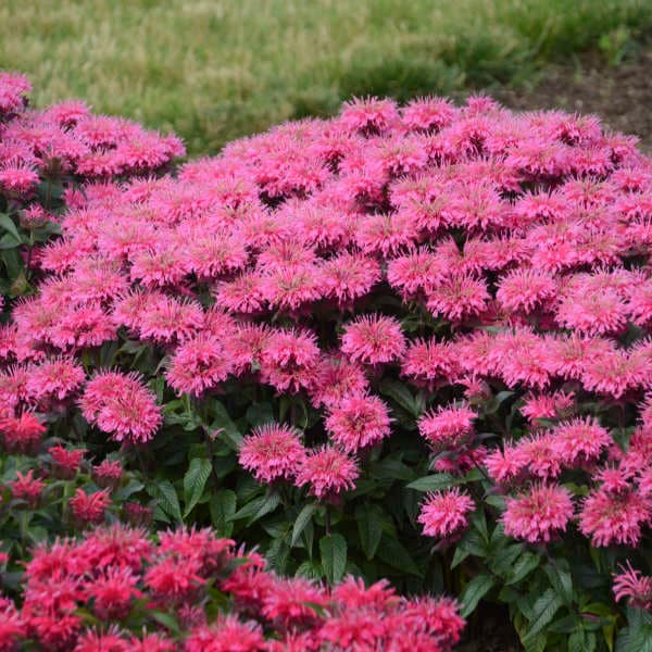 Bubblegum Blast Bee Balm