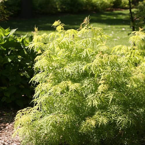 Lemony Lace® Red Elderberry