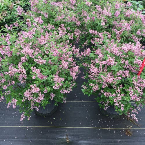 Dwarf Purple Lilac Shrub — photo 1