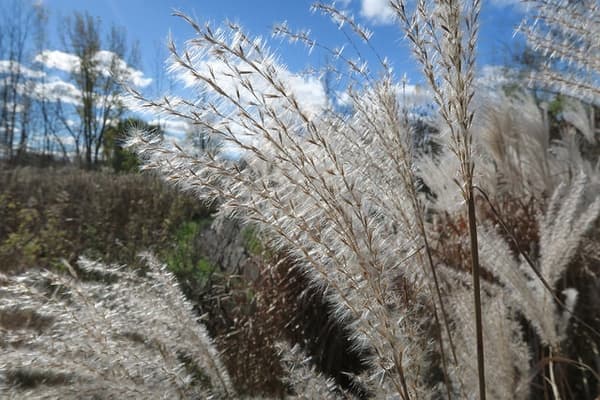 Purpurascens Maiden Grass