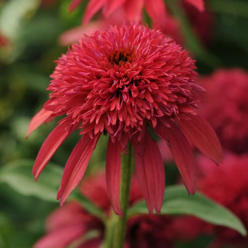 Balscanery Double Scoop™ Cranberry Red Coneflower — photo 1