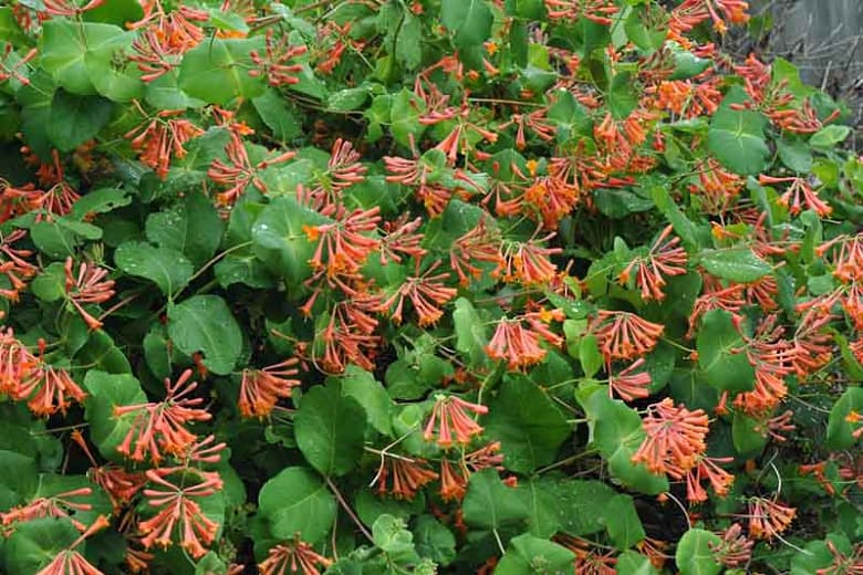 Dropmore Scarlet Honeysuckle Vine