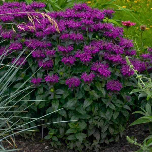 Grape Gumball Bee Balm