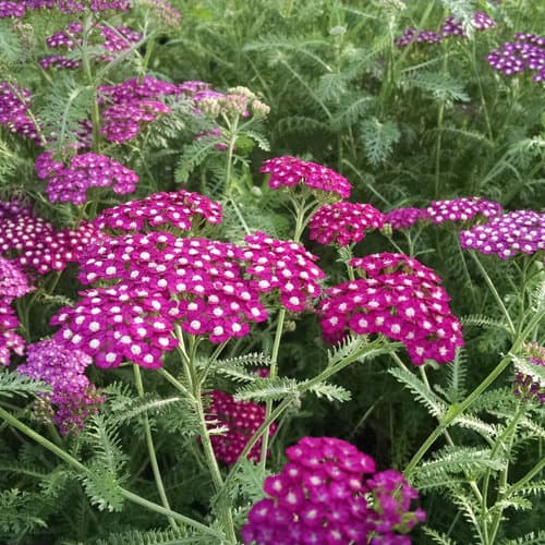 NEW VINTAGE™ Violet Yarrow — photo 1
