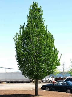 Emerald Avenue® Hornbeam