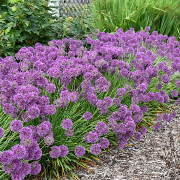 Lavender Bubbles Flowering Onion