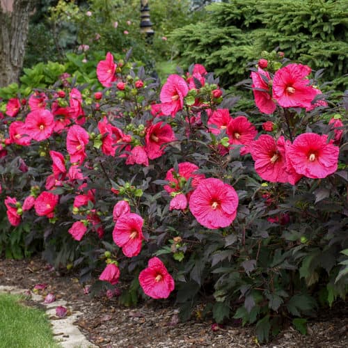 Summerific® Evening Rose™ Rose Mallow — photo 1