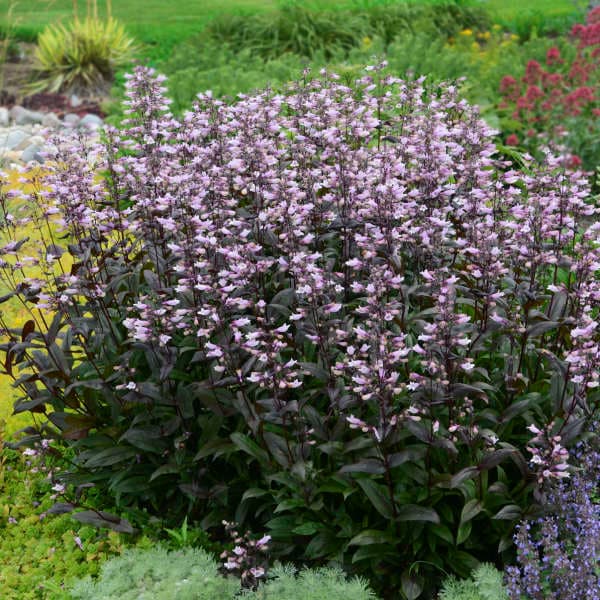 Dark Towers Beardtongue (Penstemon) — photo 1