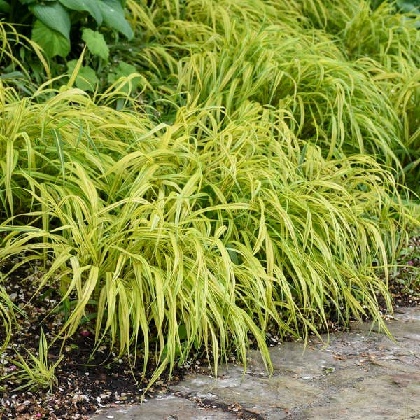 Aureola Japanese Forest Grass