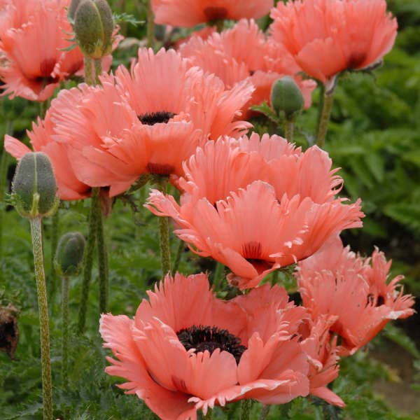 Pink Ruffles Oriental Poppy — photo 1