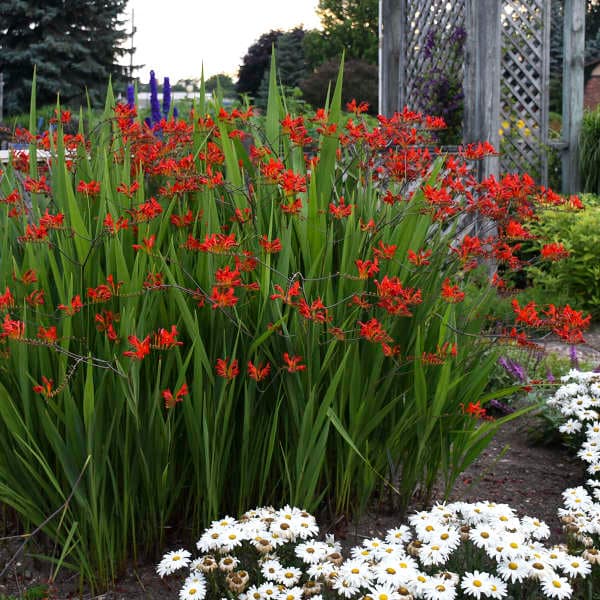 Lucifer Crocosmia — photo 1