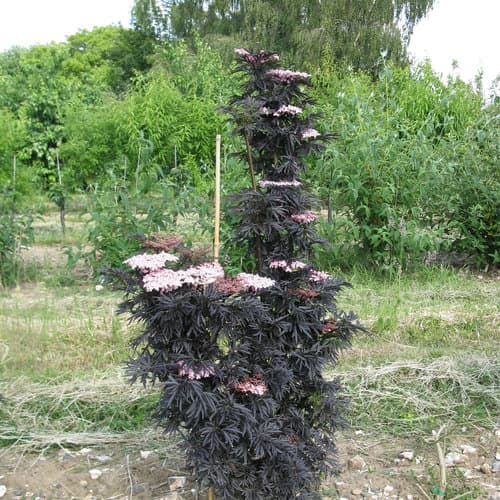 Laced Up® Columnar Black Elderberry — photo 1