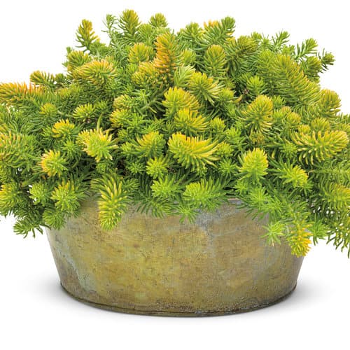 Angelina Stonecrop