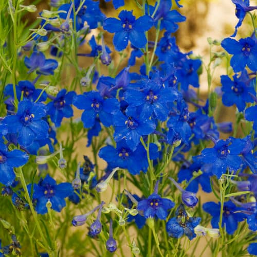 Summer Nights Larkspur