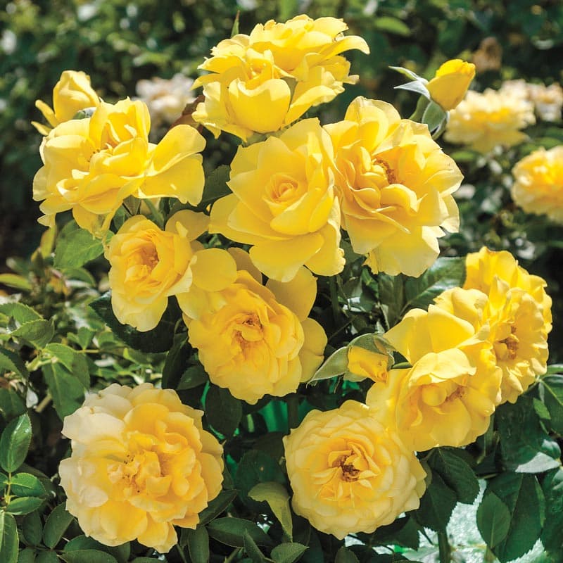 Sparkle & Shine™ Rose