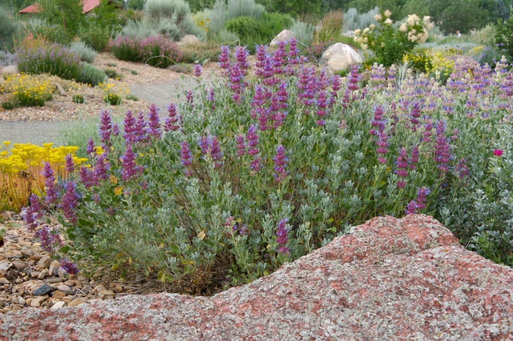 Mojave Sage — photo 1