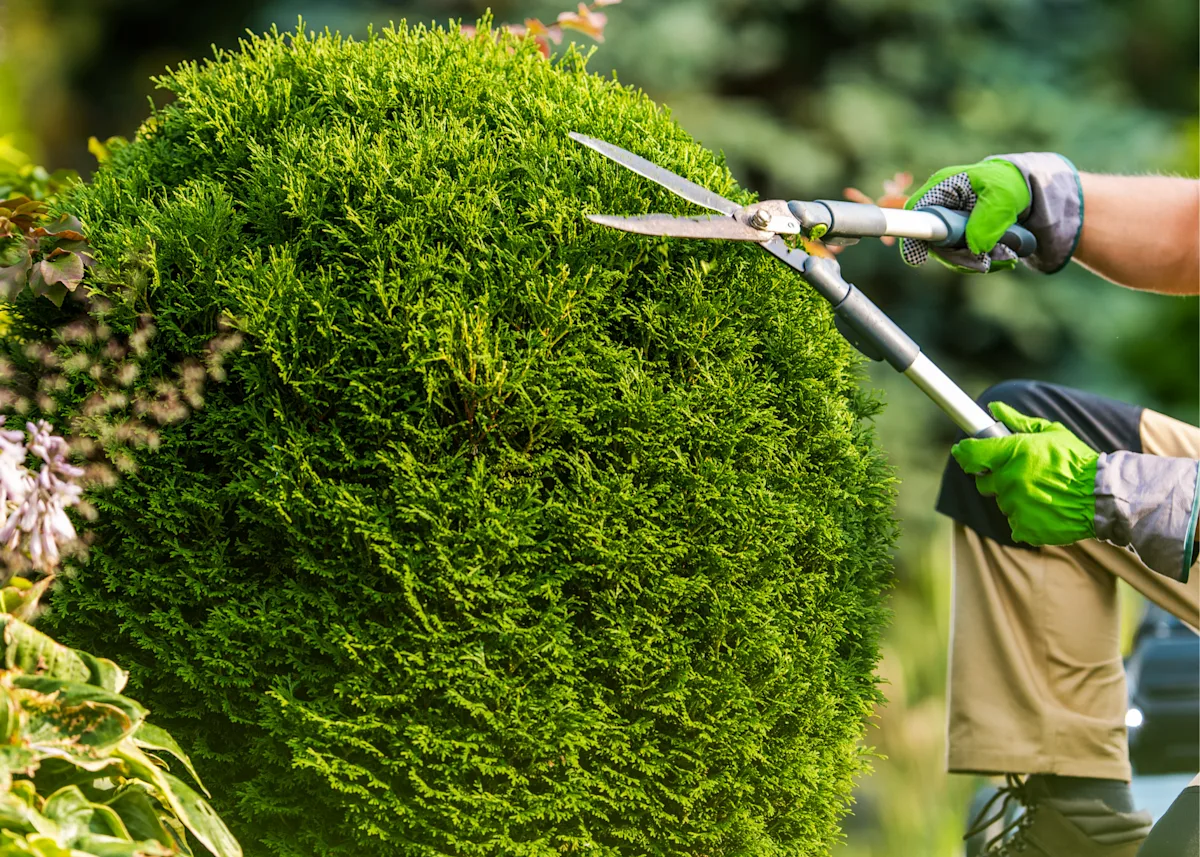 Hand trimming a hedge