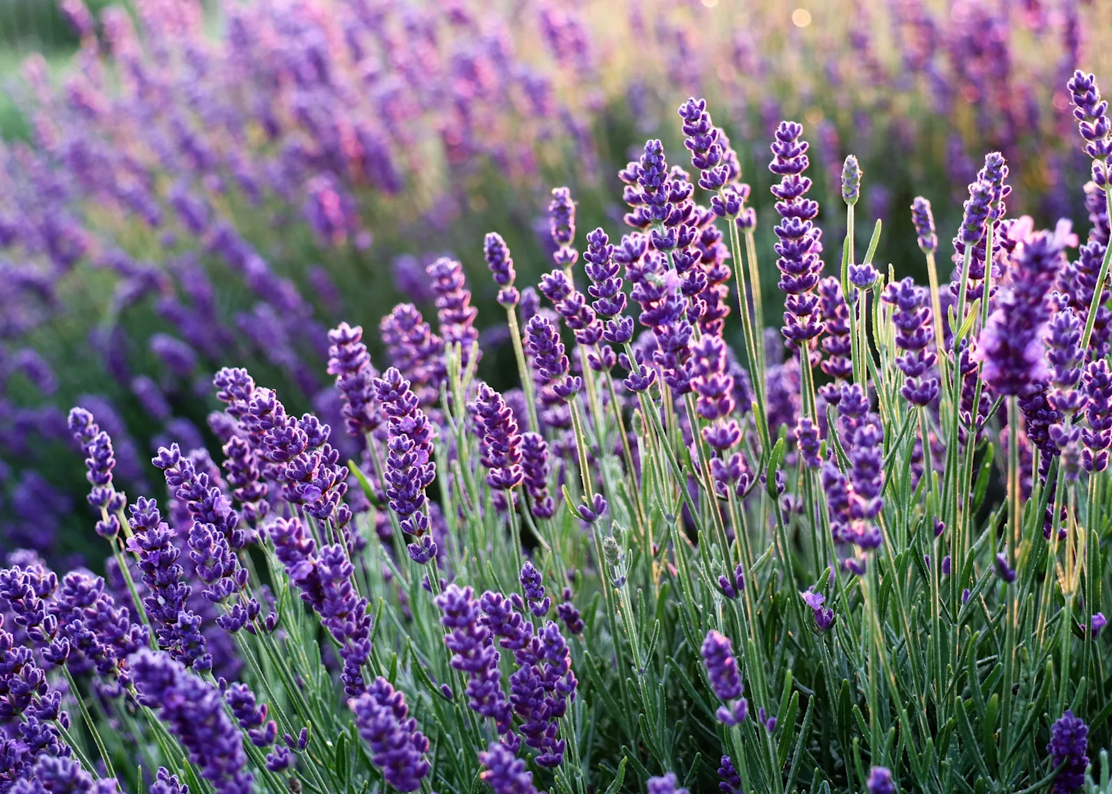 lavender