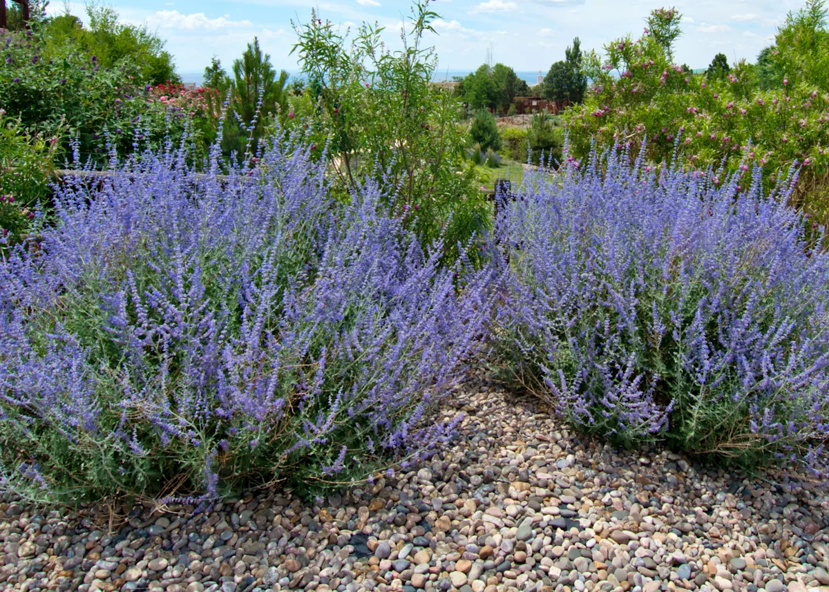 russian sage