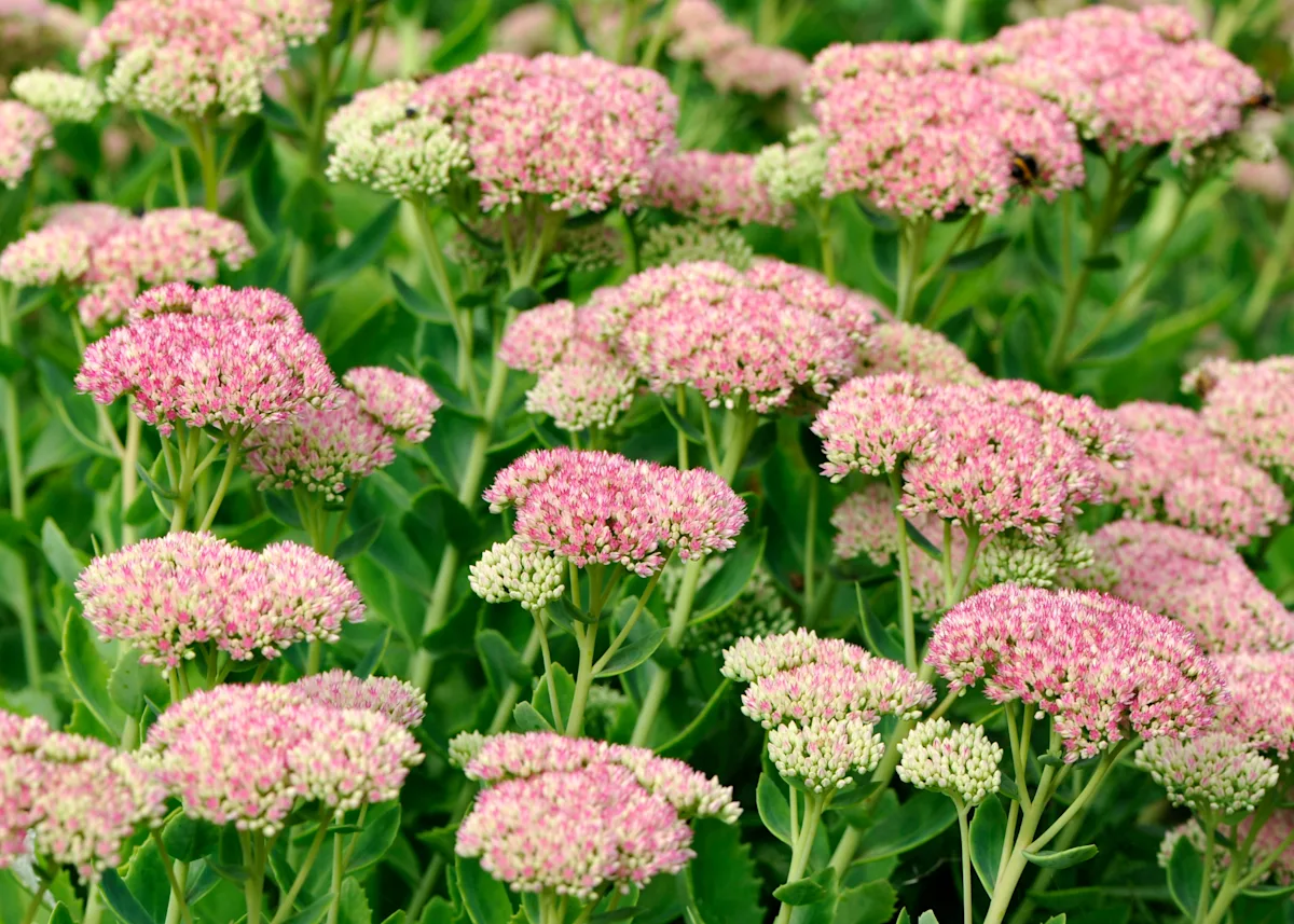 sedum