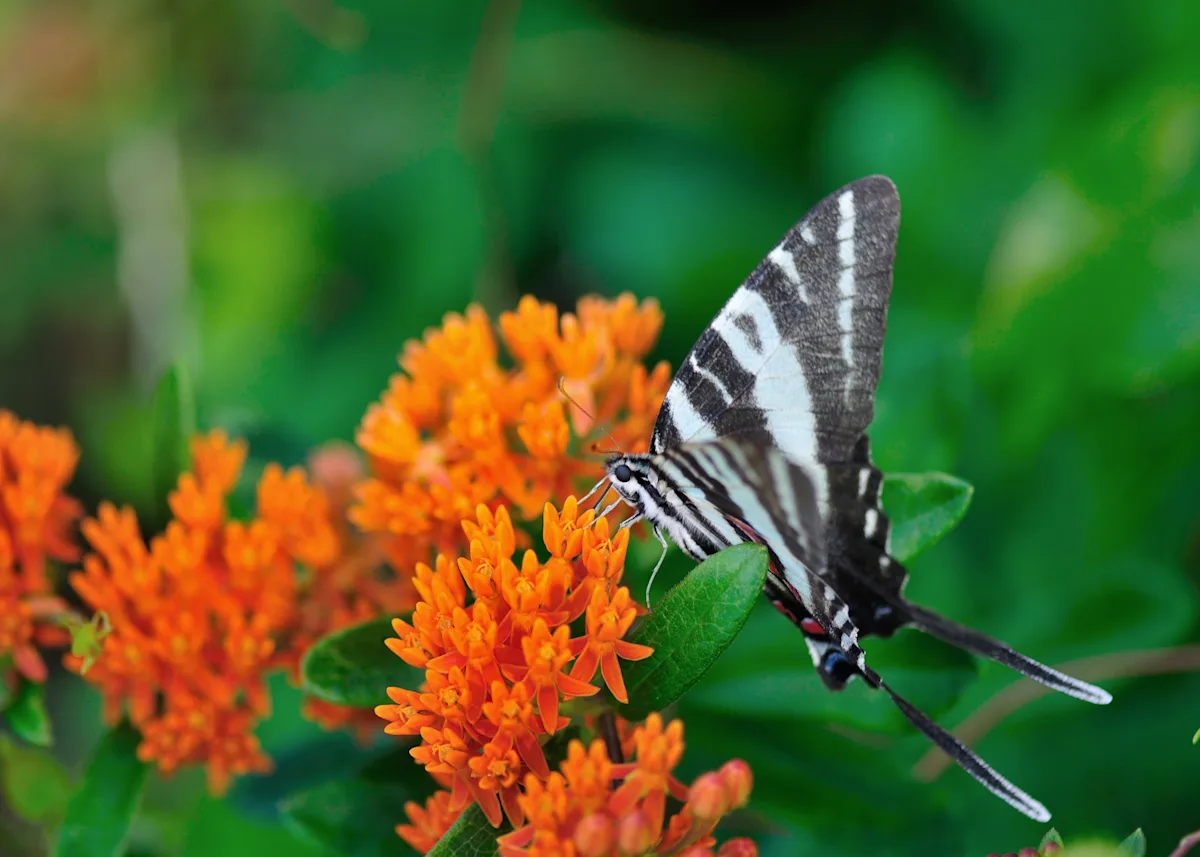 butterflyweed