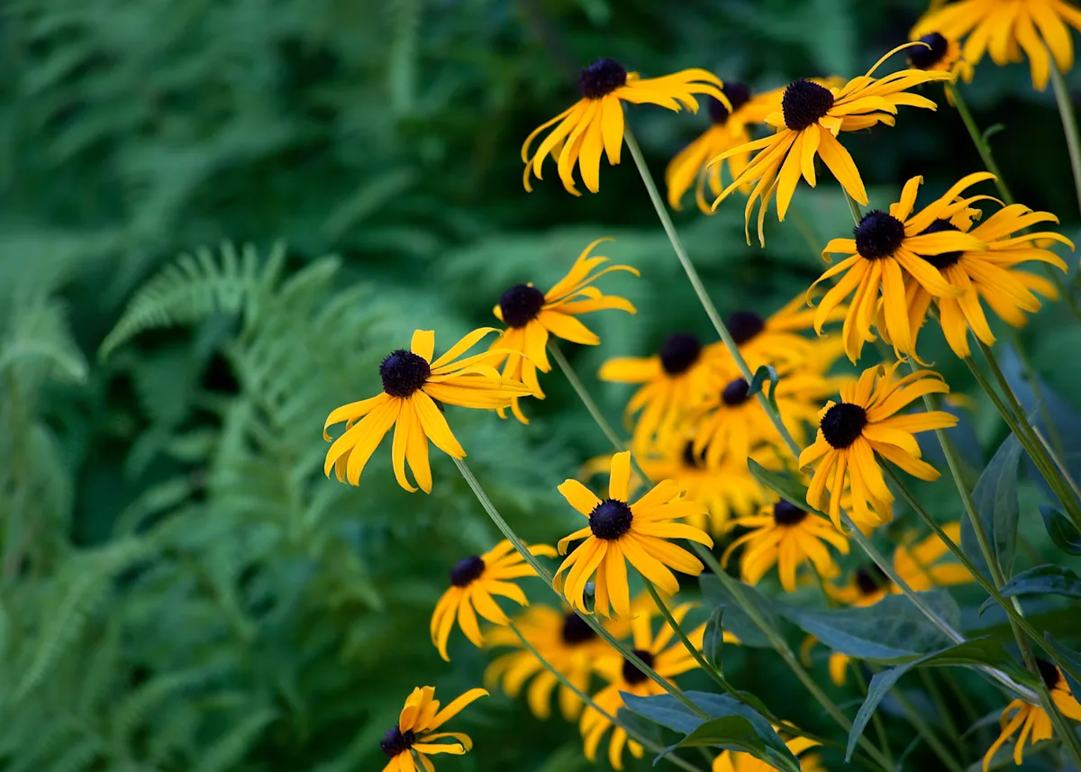 black-eyed susan