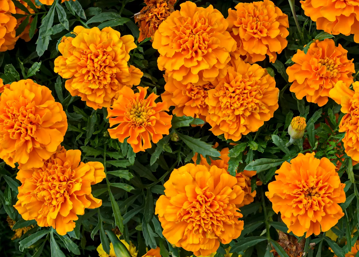 marigold