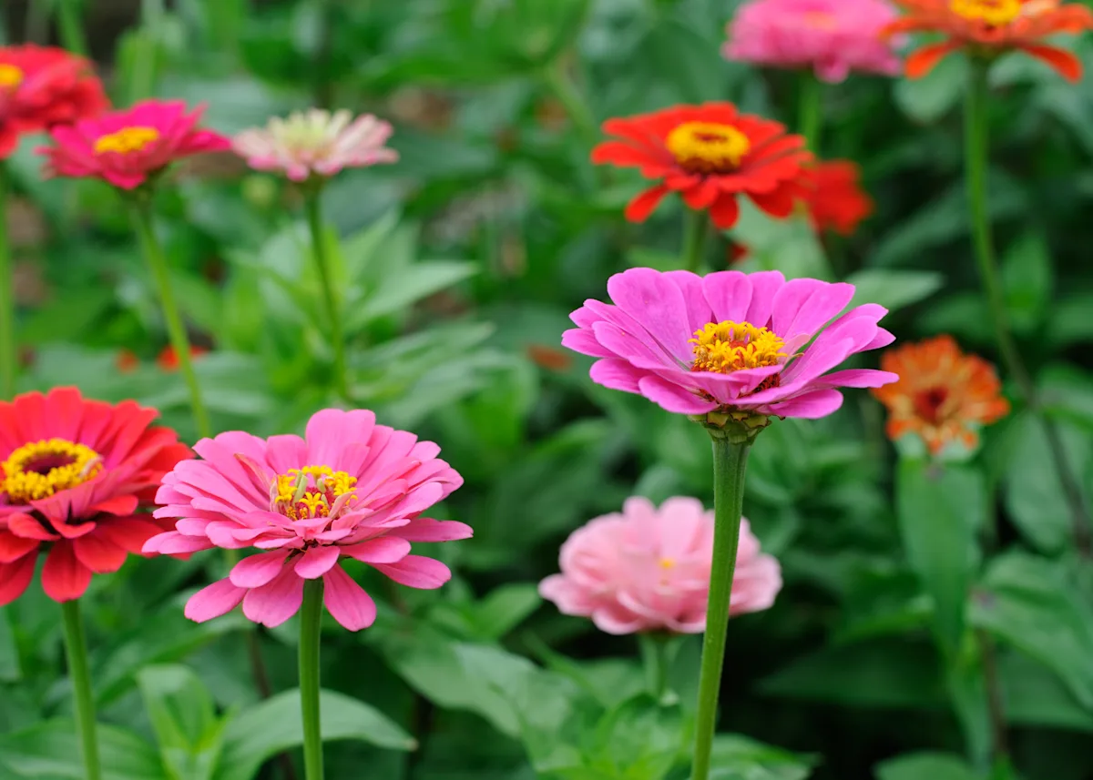 zinnia
