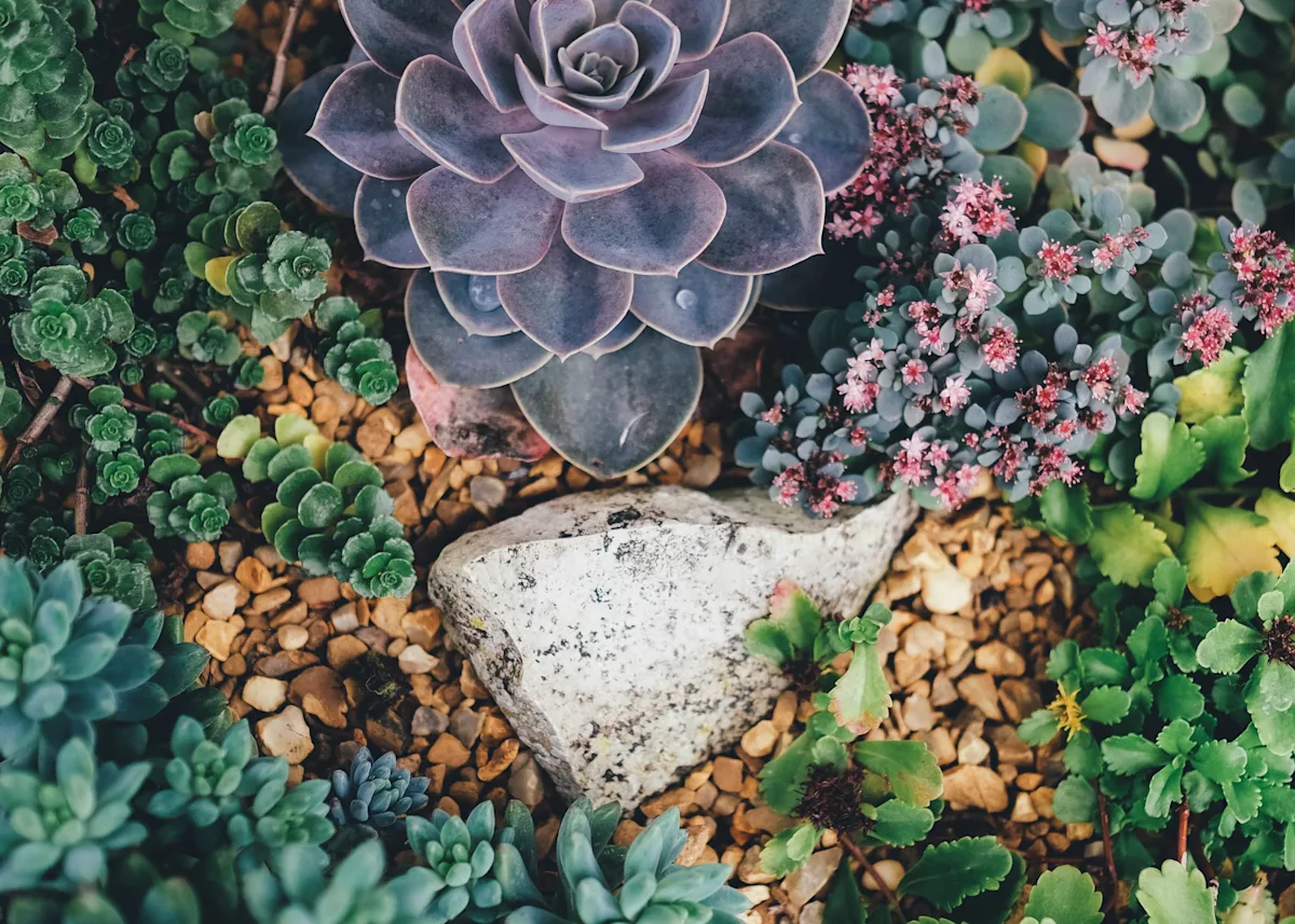 succulents