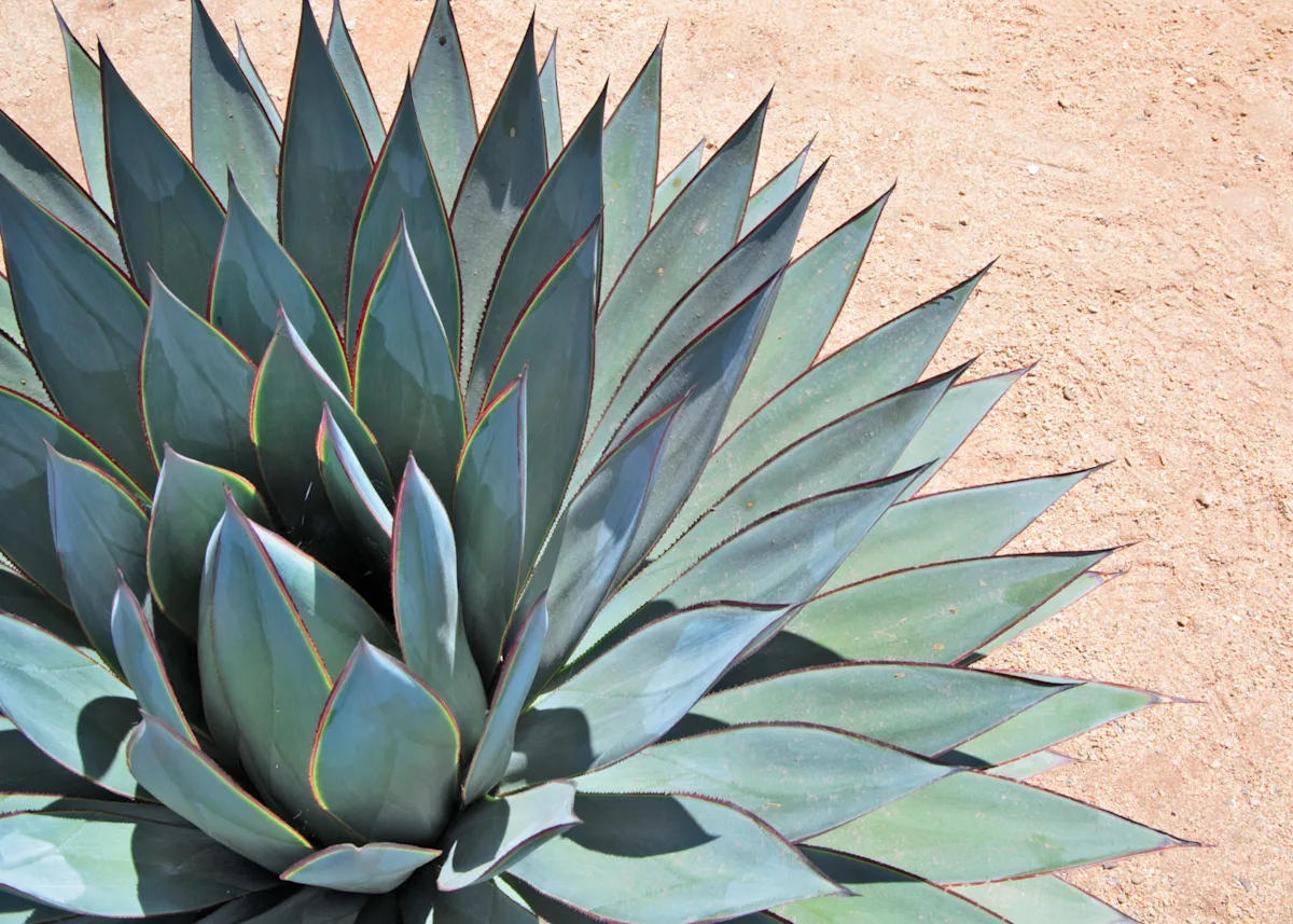 agave