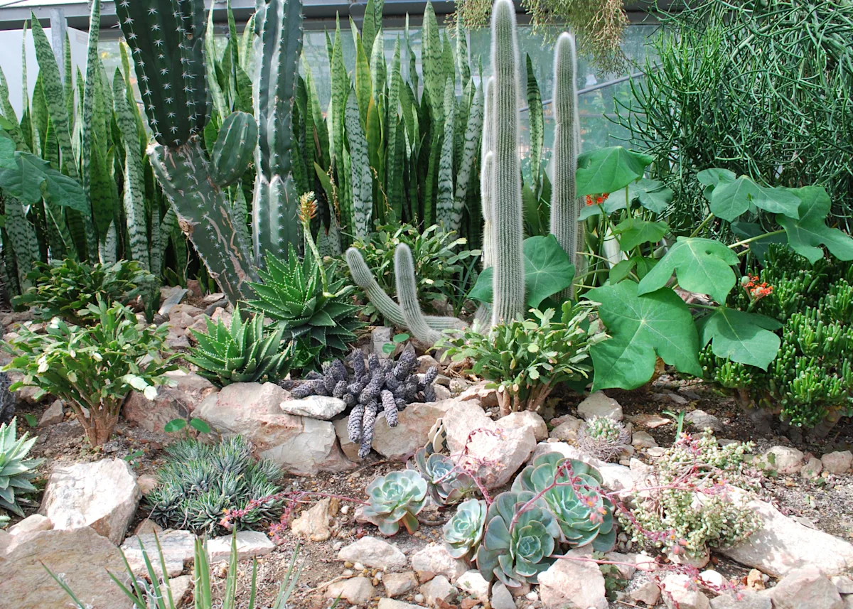 cacti