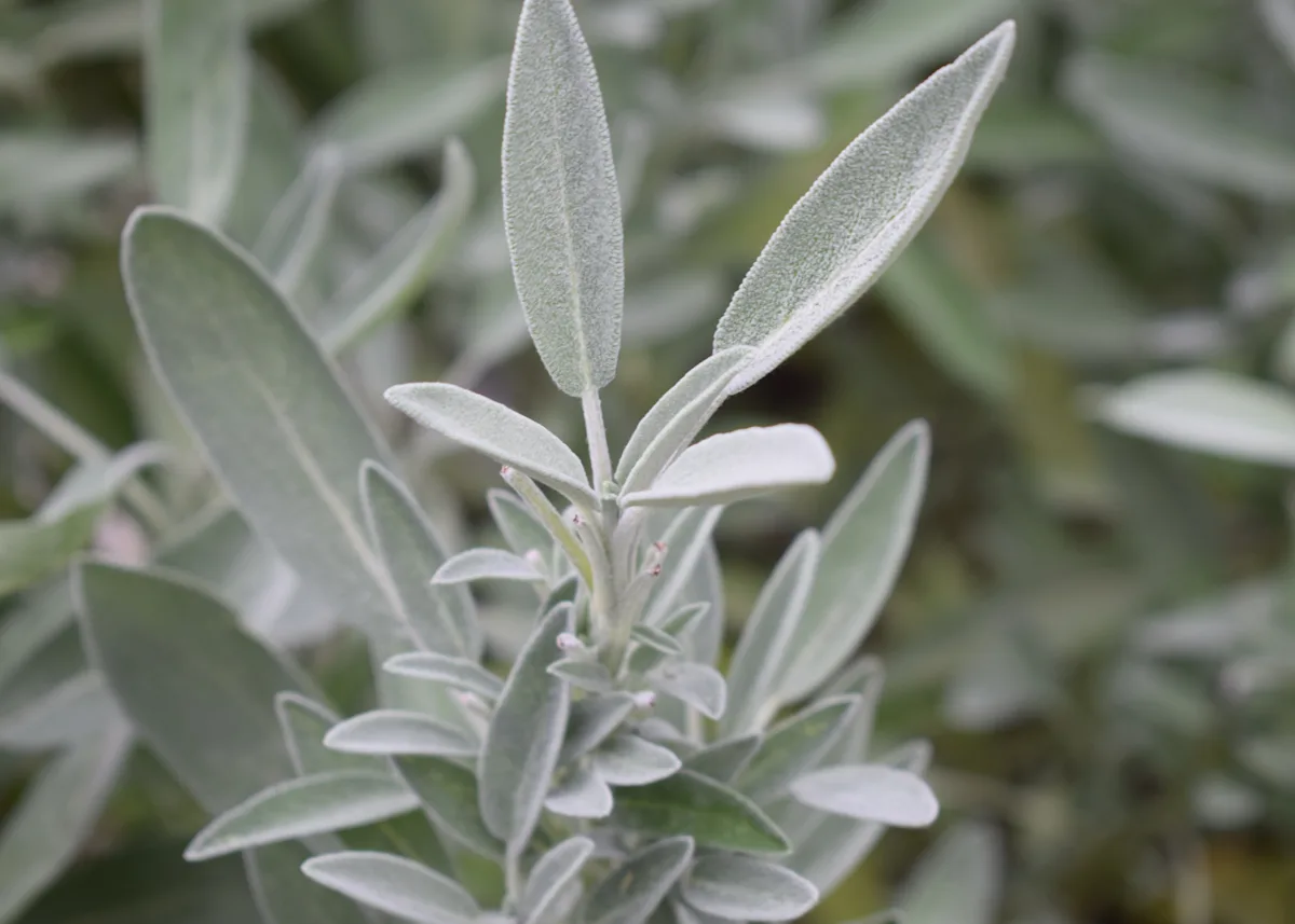 sage