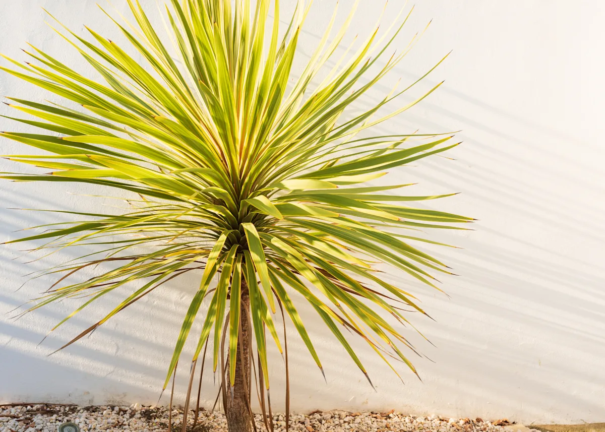 yucca