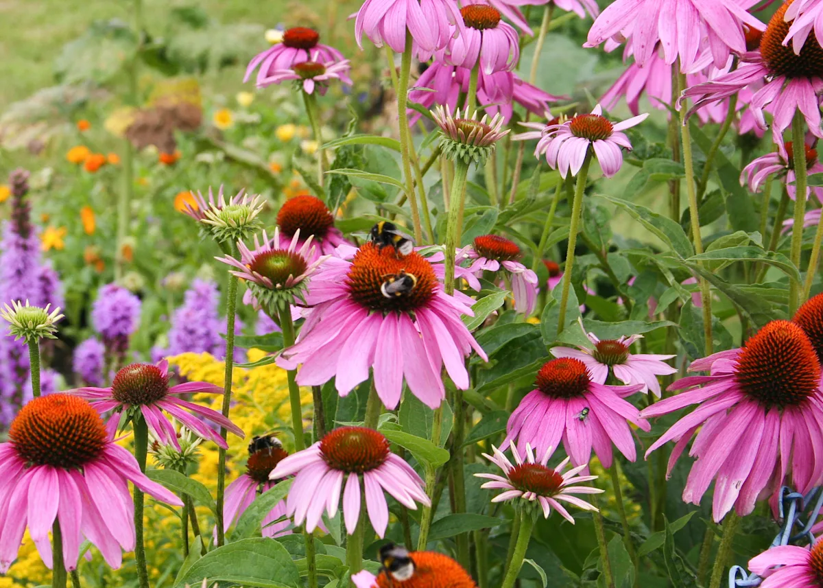 echinacea