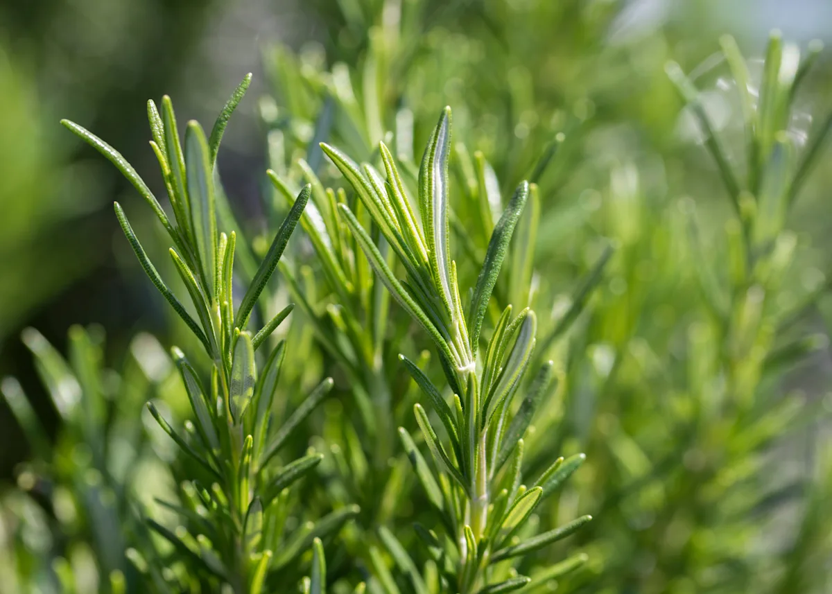 rosemary
