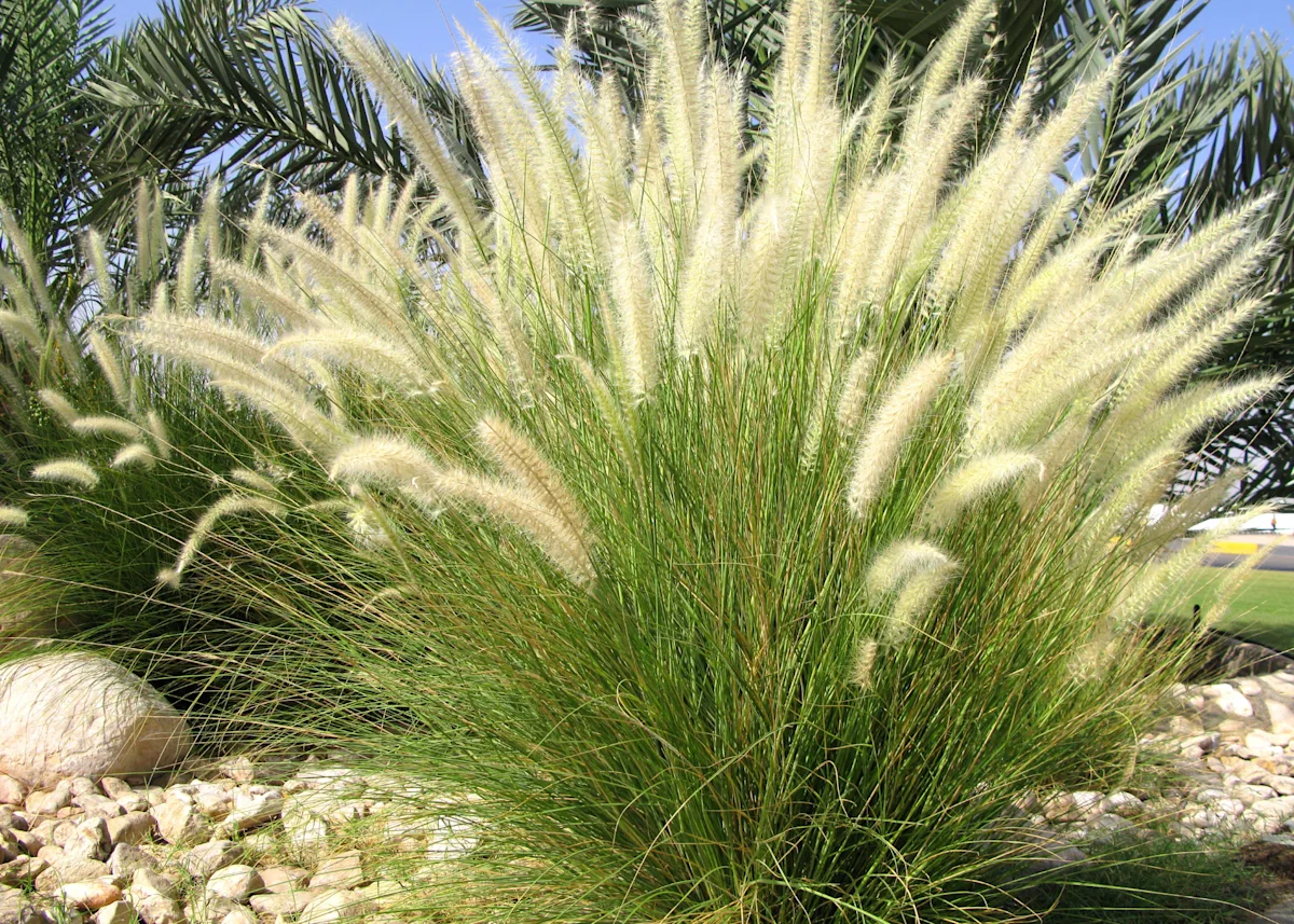 ornamental grass
