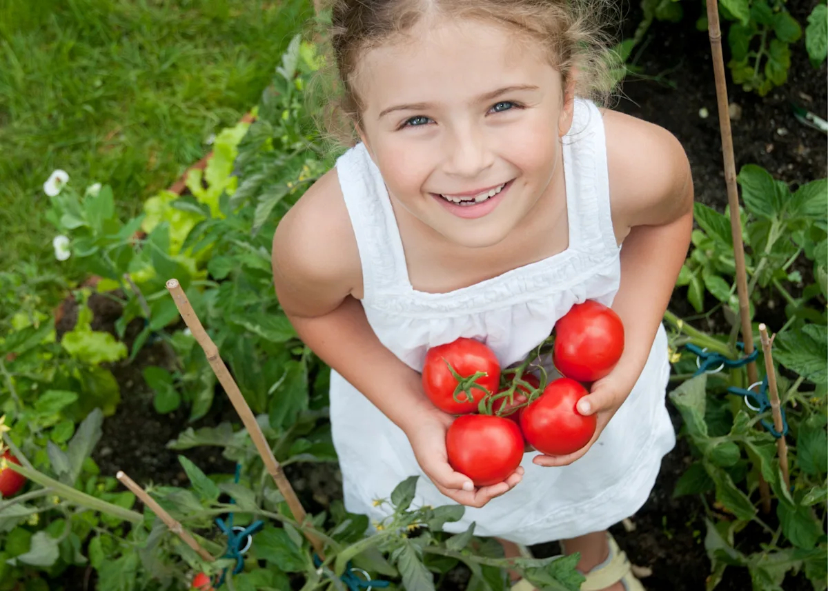 Little girl holding garden tomatoes smiling