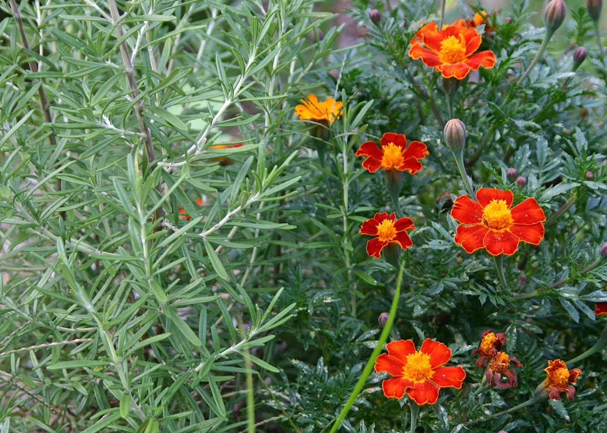 companion planting