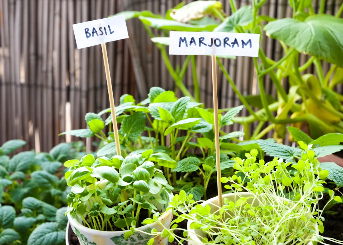 herbs